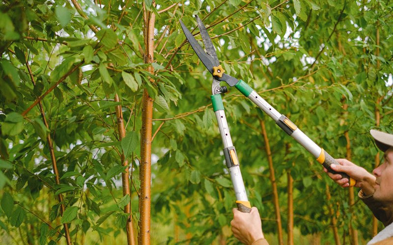 Tree trimming in Marshville, NC